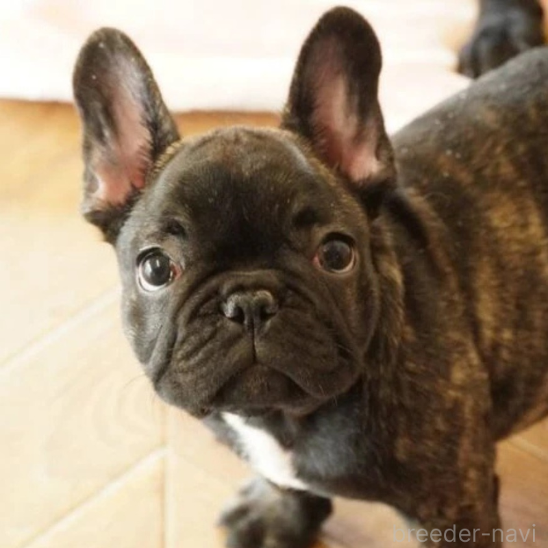 販売中の神奈川県のフレンチブルドッグ-429805の5枚目