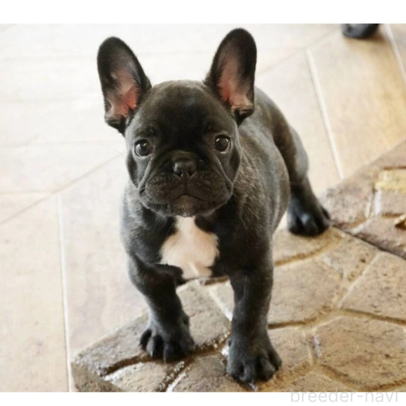 販売中の神奈川県のフレンチブルドッグ-429805の4枚目