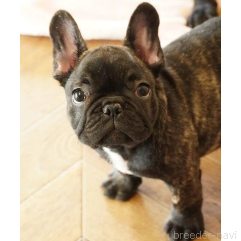 販売中の神奈川県のフレンチブルドッグ-429805の3枚目