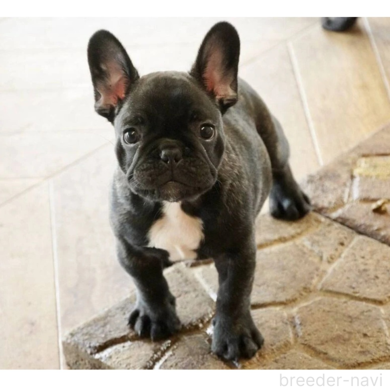 販売中の神奈川県のフレンチブルドッグ-429805の2枚目