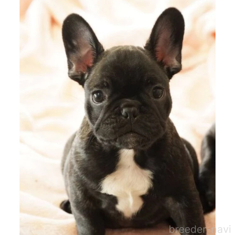 販売中の神奈川県のフレンチブルドッグ-429805の1枚目