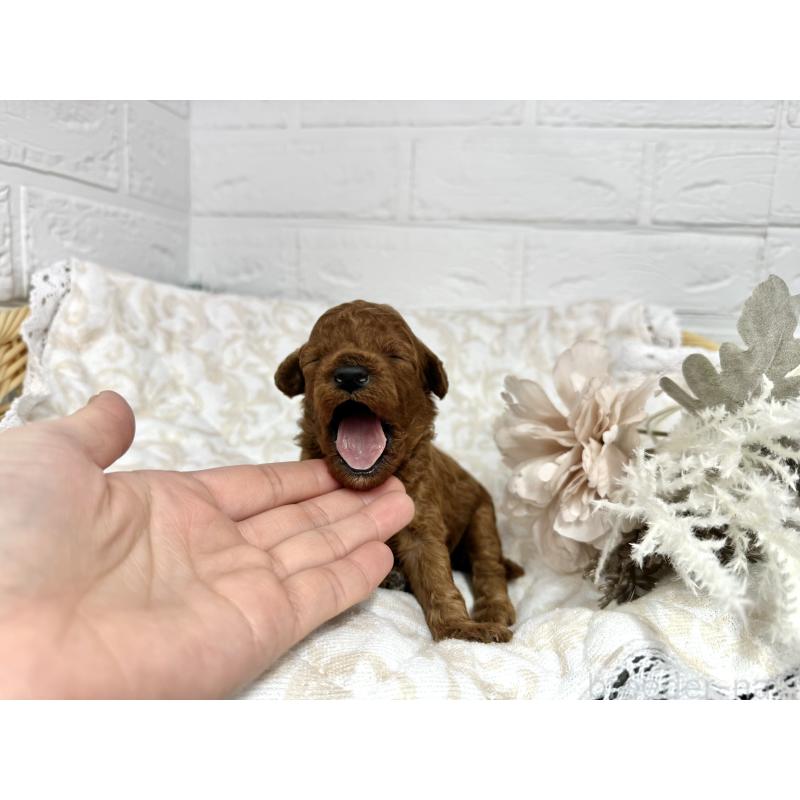 販売中の愛知県のトイプードル-429806の4枚目