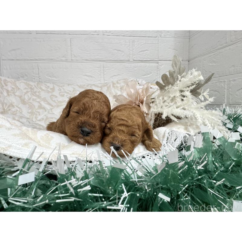 販売中の愛知県のトイプードル-429806の3枚目