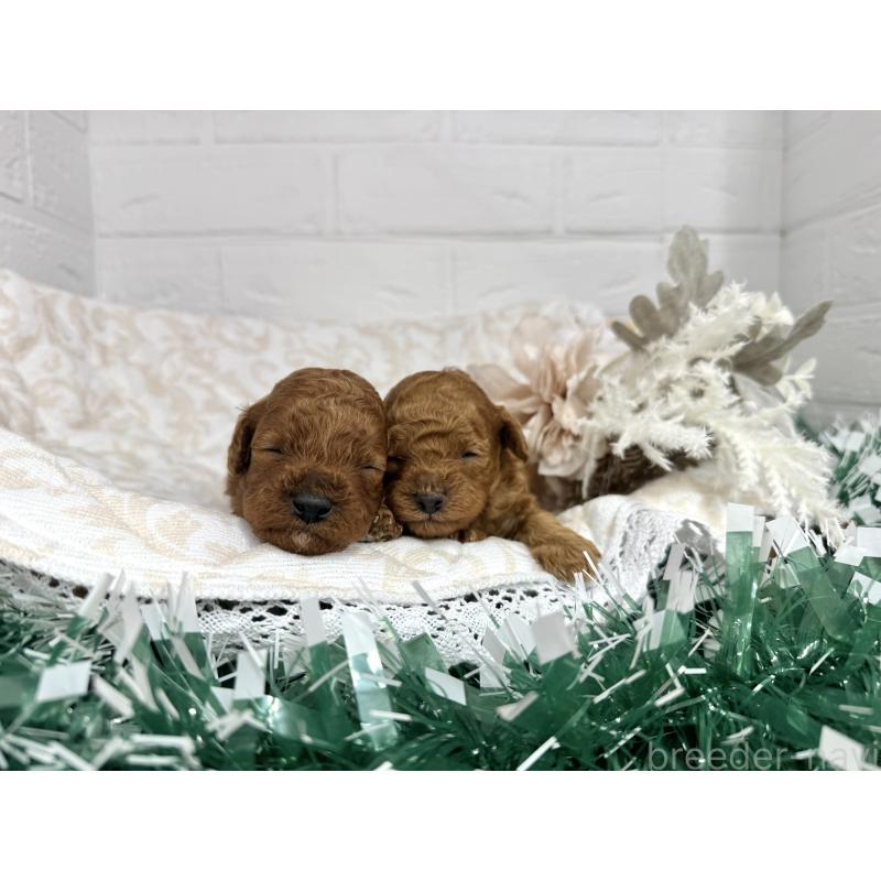 販売中の愛知県のトイプードル-429806の2枚目