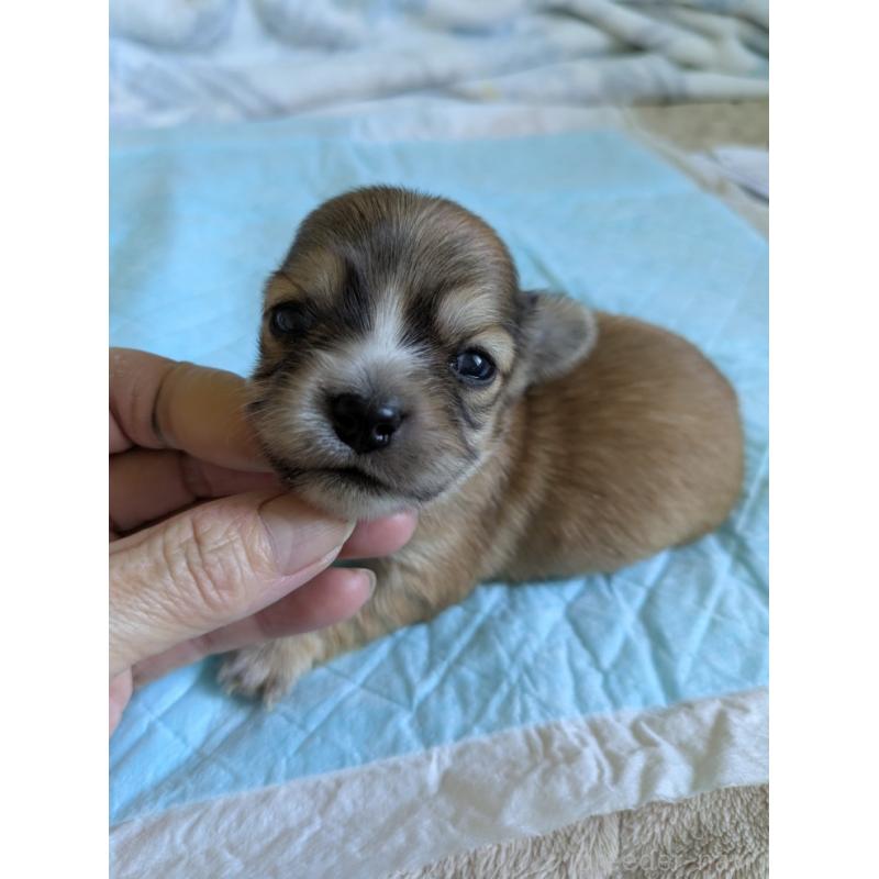 販売中の愛知県のチワックス:チワワ×ミニチュアダックスフンド-429808の4枚目