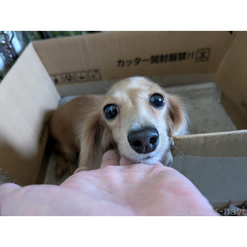 販売中の愛知県のチワックス:チワワ×ミニチュアダックスフンド-429808の3枚目