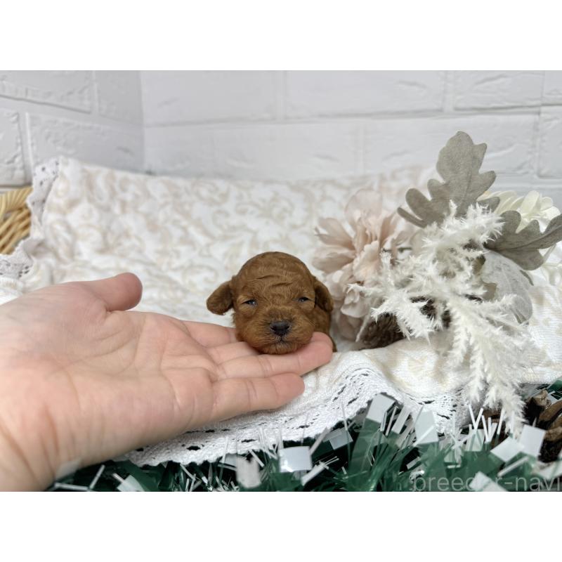 販売中の愛知県のトイプードル-429807の2枚目