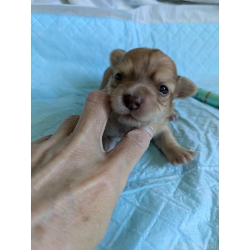 販売中の愛知県のチワックス:チワワ×ミニチュアダックスフンド-429809の6枚目