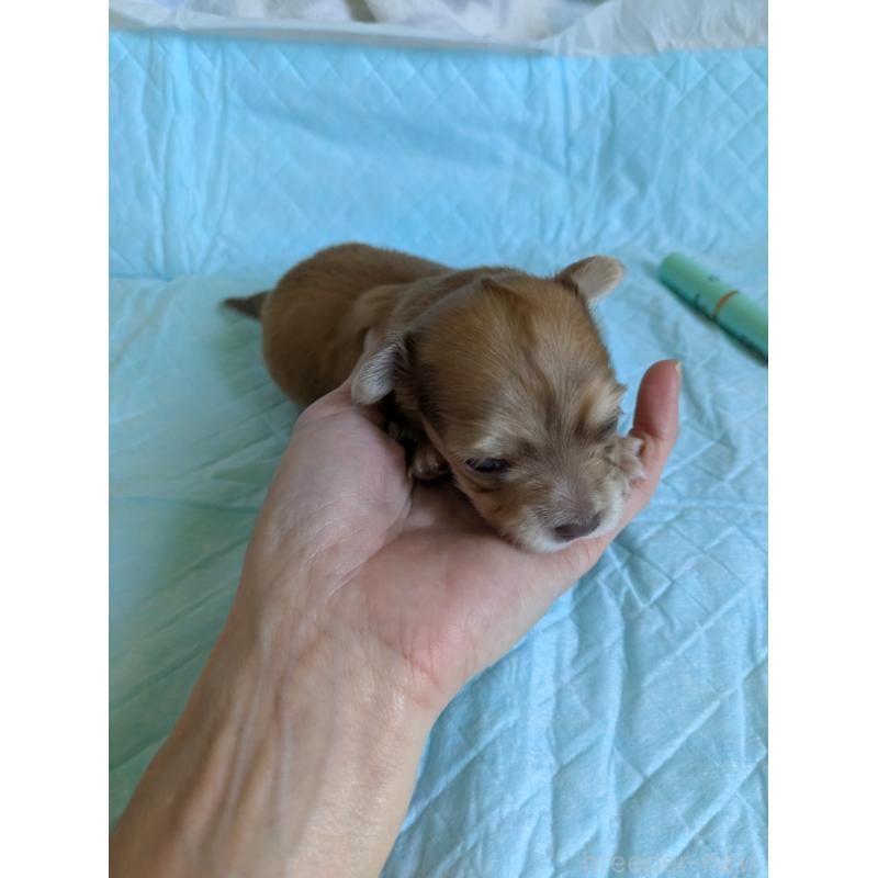 販売中の愛知県のチワックス:チワワ×ミニチュアダックスフンド-429809の5枚目