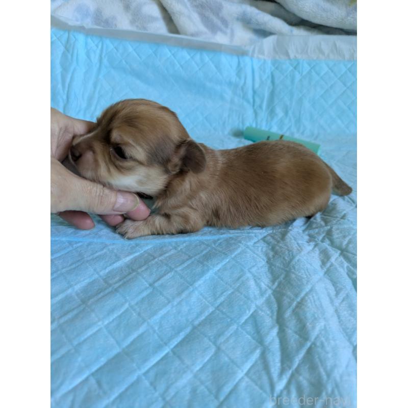 販売中の愛知県のチワックス:チワワ×ミニチュアダックスフンド-429809の4枚目