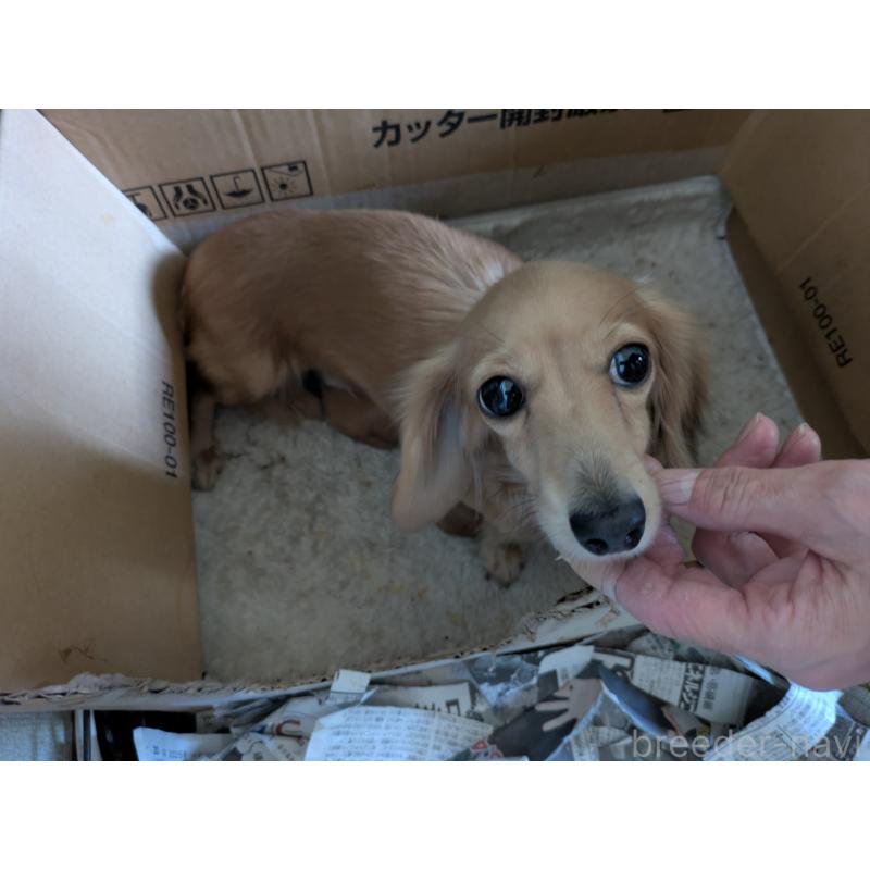 販売中の愛知県のチワックス:チワワ×ミニチュアダックスフンド-429809の2枚目