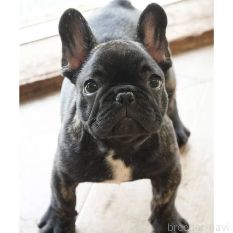 販売中の神奈川県のフレンチブルドッグ-429810