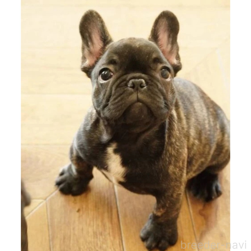 販売中の神奈川県のフレンチブルドッグ-429810の4枚目