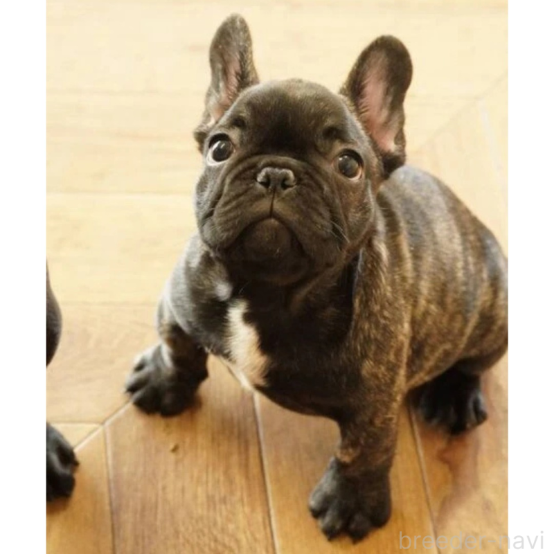 販売中の神奈川県のフレンチブルドッグ-429810の3枚目