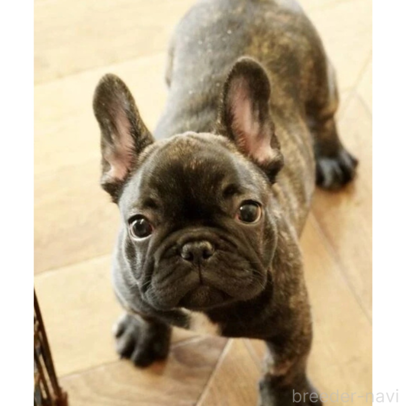 販売中の神奈川県のフレンチブルドッグ-429810の2枚目