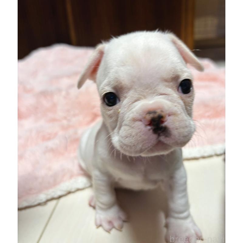 販売中の三重県のフレンチブルドッグ-429811の4枚目