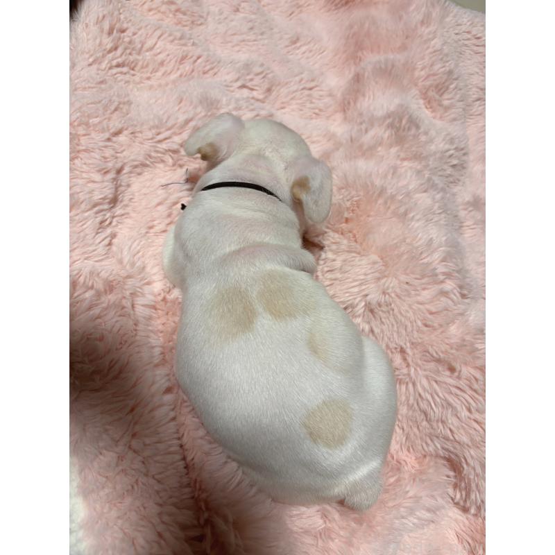 販売中の三重県のフレンチブルドッグ-429811の3枚目