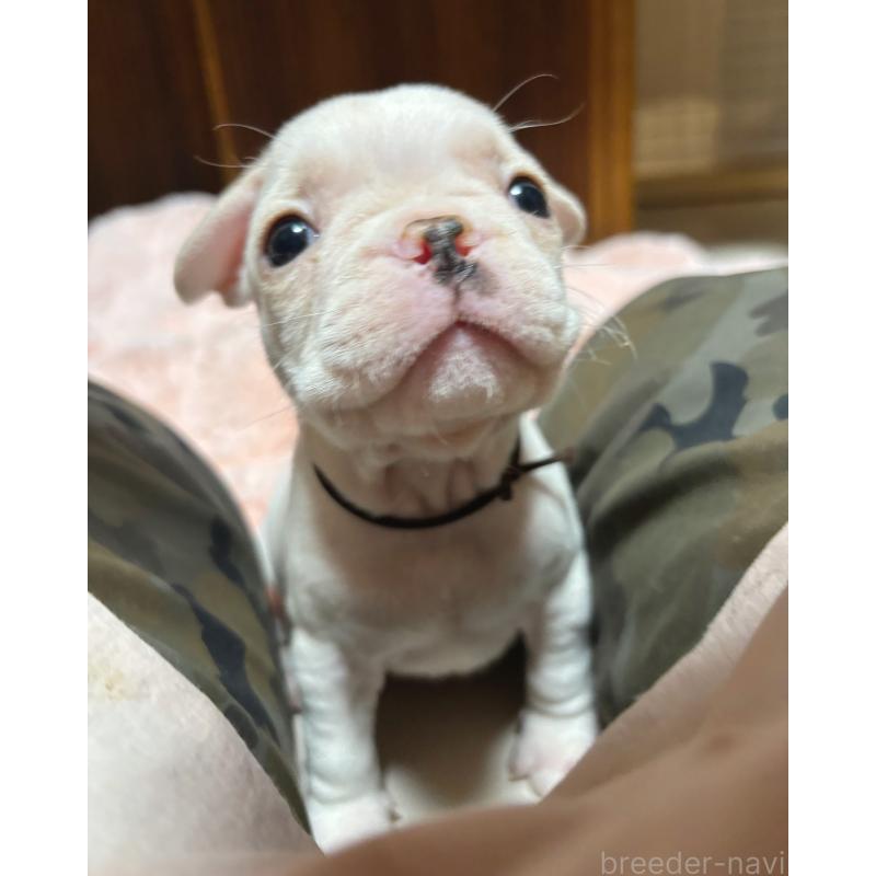 販売中の三重県のフレンチブルドッグ-429811の2枚目