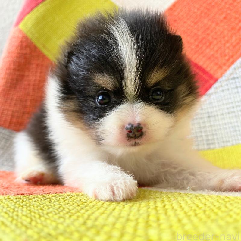 販売中の和歌山県のポメラニアン-429813の5枚目