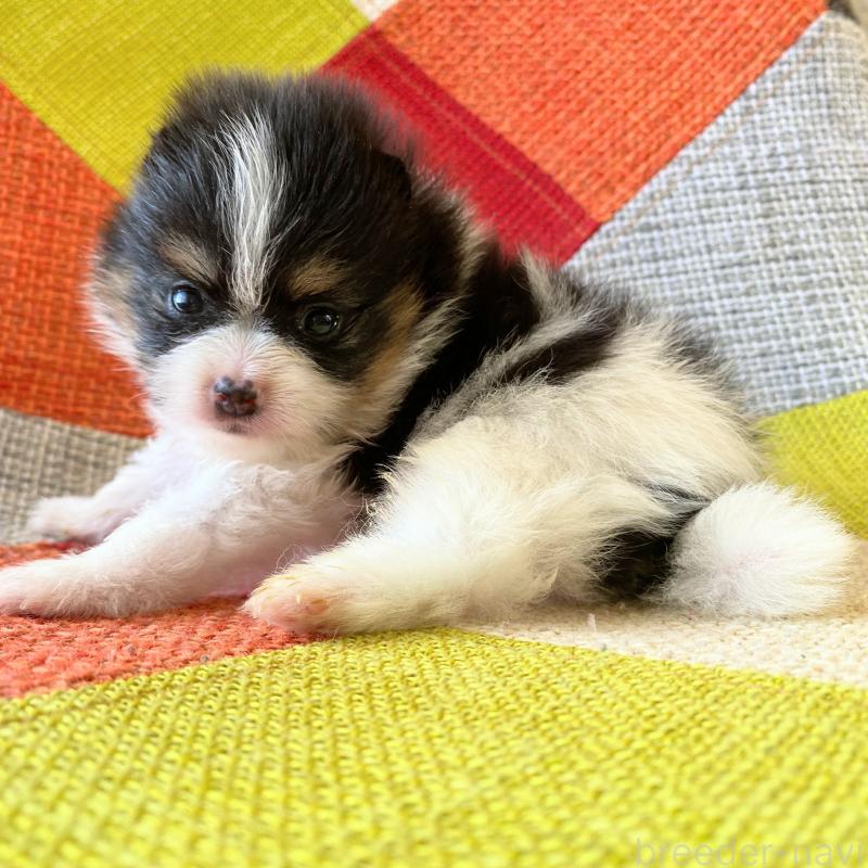 販売中の和歌山県のポメラニアン-429813の4枚目