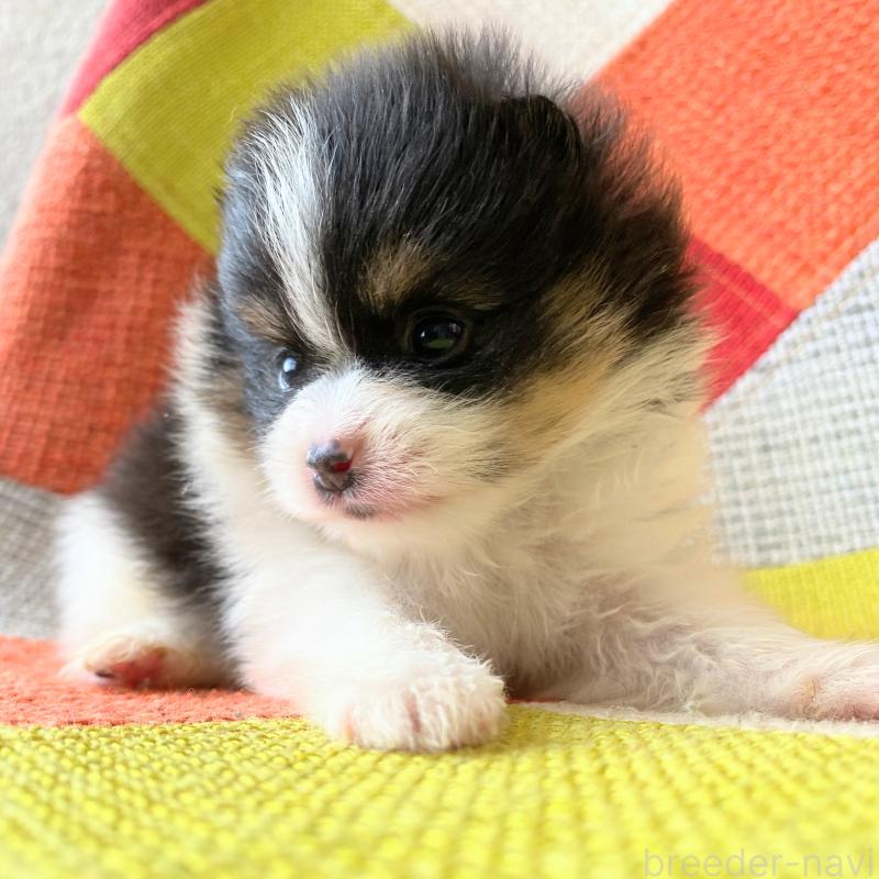 販売中の和歌山県のポメラニアン-429813の3枚目