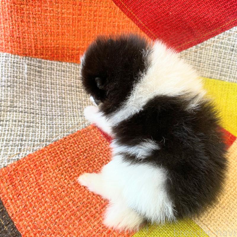 販売中の和歌山県のポメラニアン-429813の2枚目
