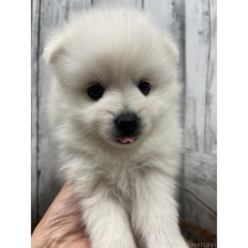 販売中の山梨県の日本スピッツ-429816の5枚目