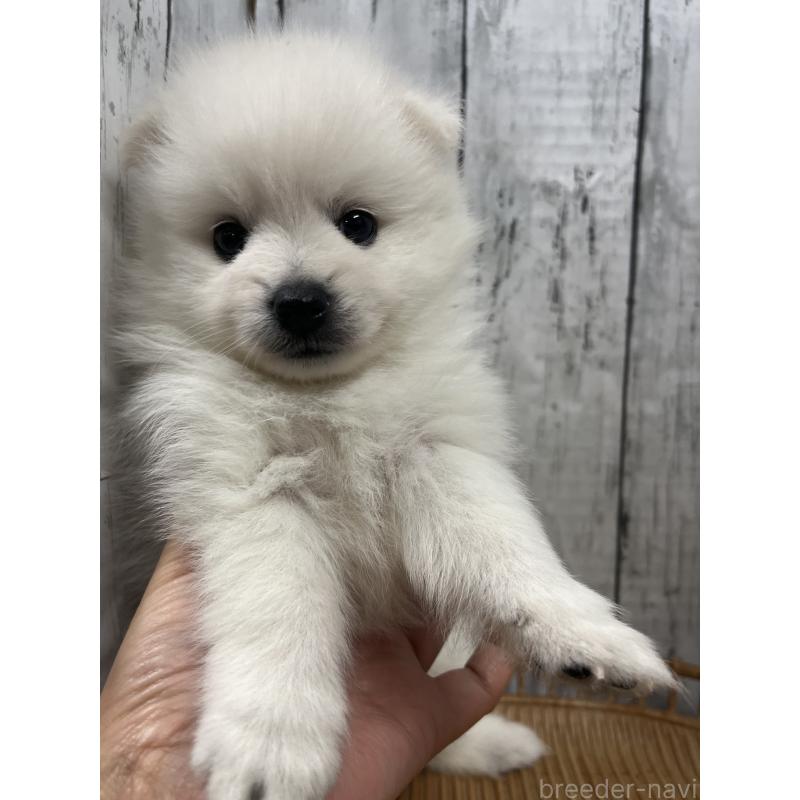 販売中の山梨県の日本スピッツ-429816の4枚目