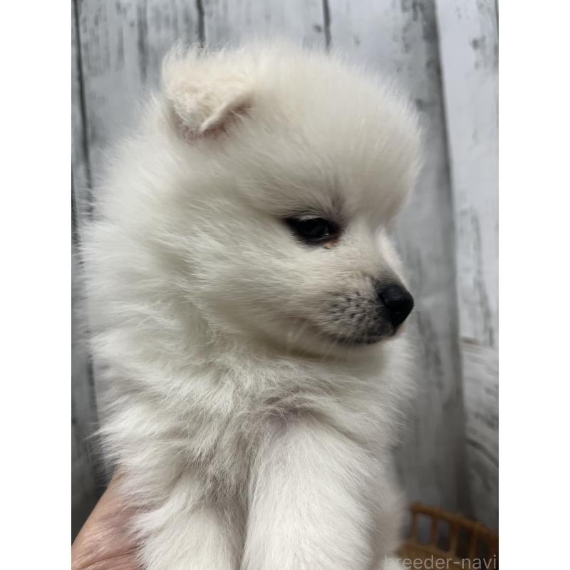 販売中の山梨県の日本スピッツ-429816の3枚目