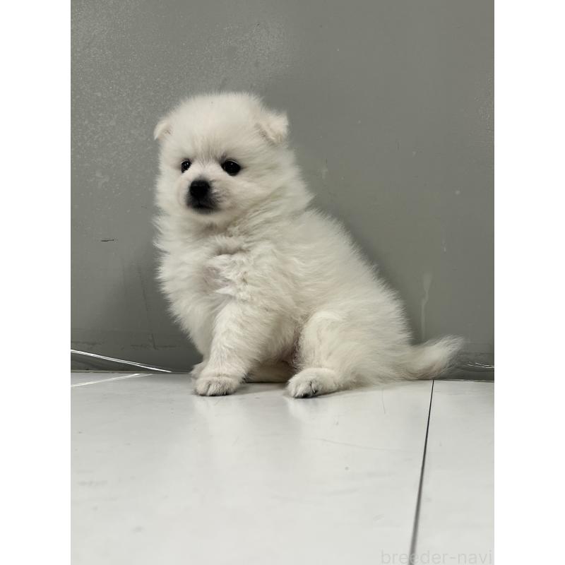 販売中の山梨県の日本スピッツ-429816の2枚目