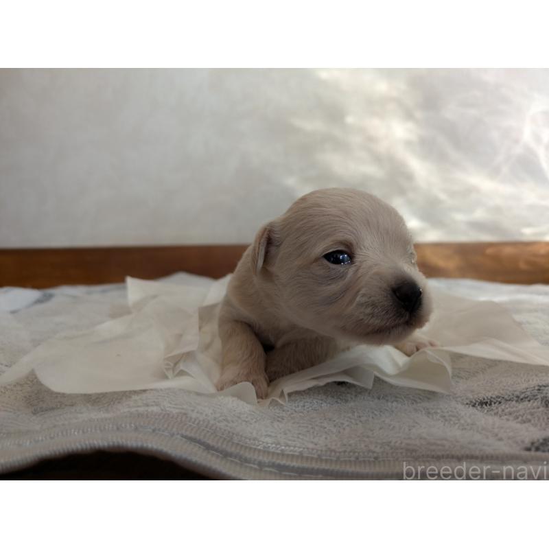 販売中の茨城県のミックス犬-429814の3枚目