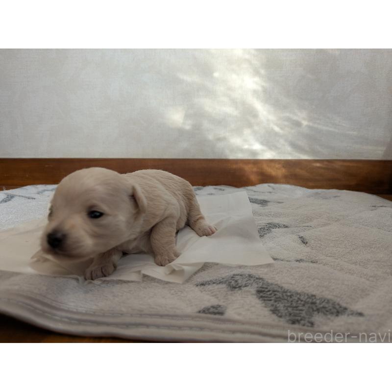 販売中の茨城県のミックス犬-429814の2枚目