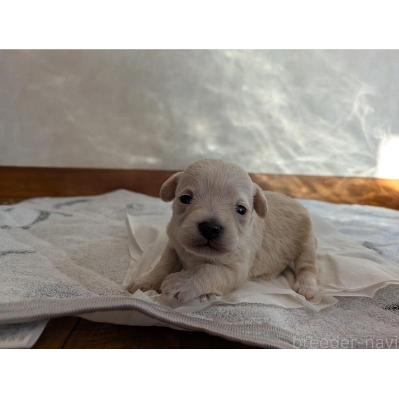 販売中の茨城県のミックス犬-429815の2枚目