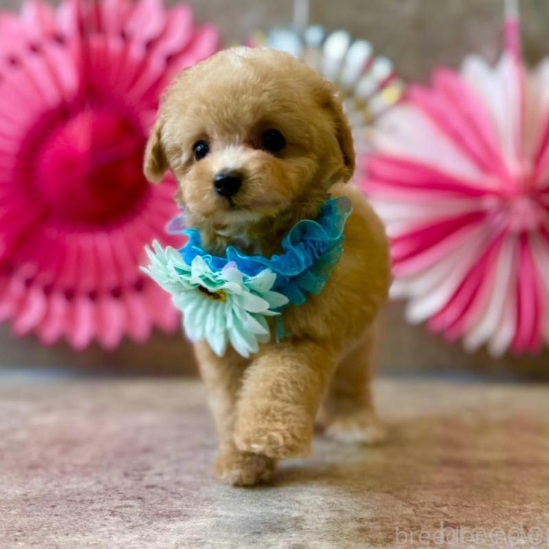 販売中の大阪府のティーカッププードル-429818の1枚目