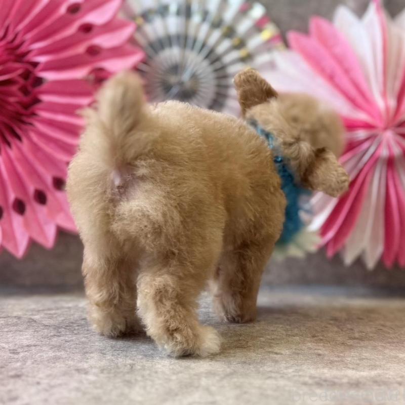 販売中の大阪府のティーカッププードル-429818の8枚目