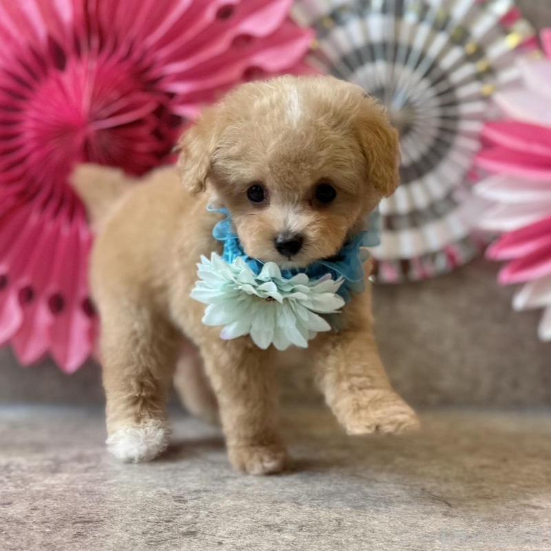 販売中の大阪府のティーカッププードル-429818の7枚目