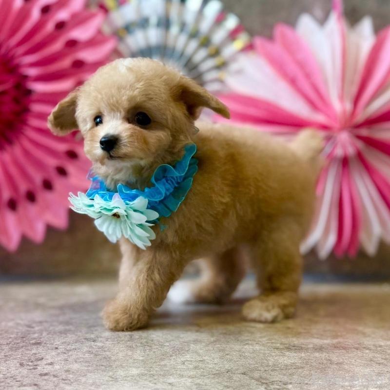 販売中の大阪府のティーカッププードル-429818の6枚目