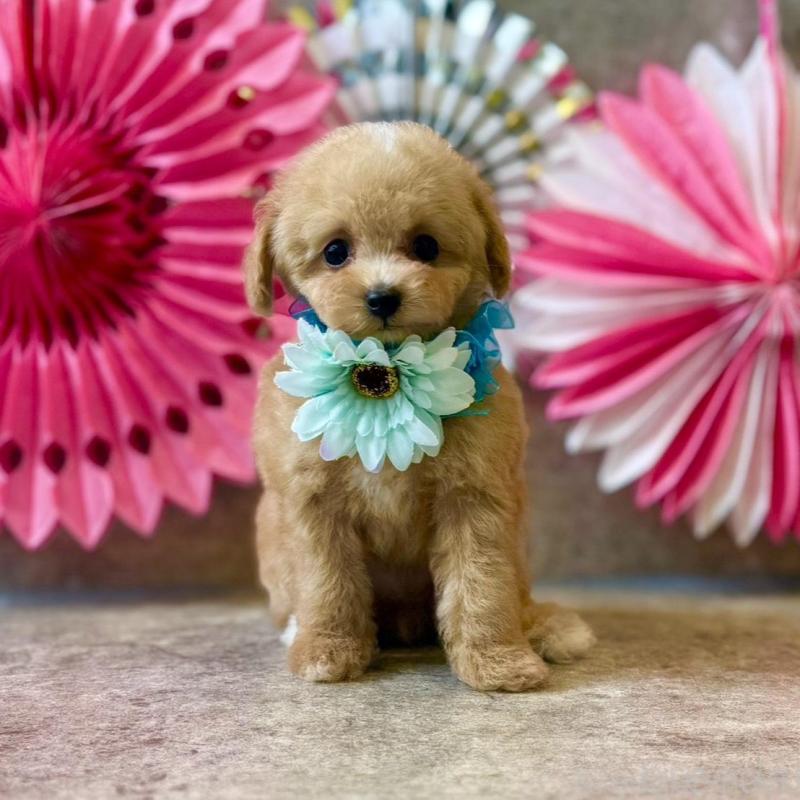 販売中の大阪府のティーカッププードル-429818の5枚目