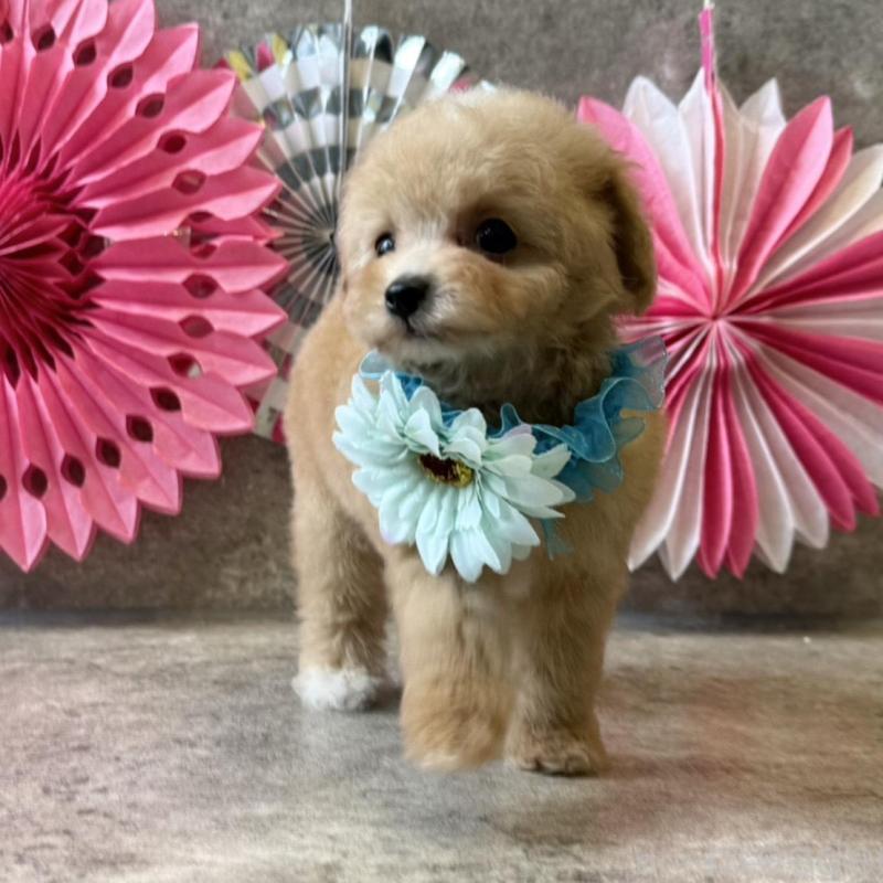 販売中の大阪府のティーカッププードル-429818の4枚目