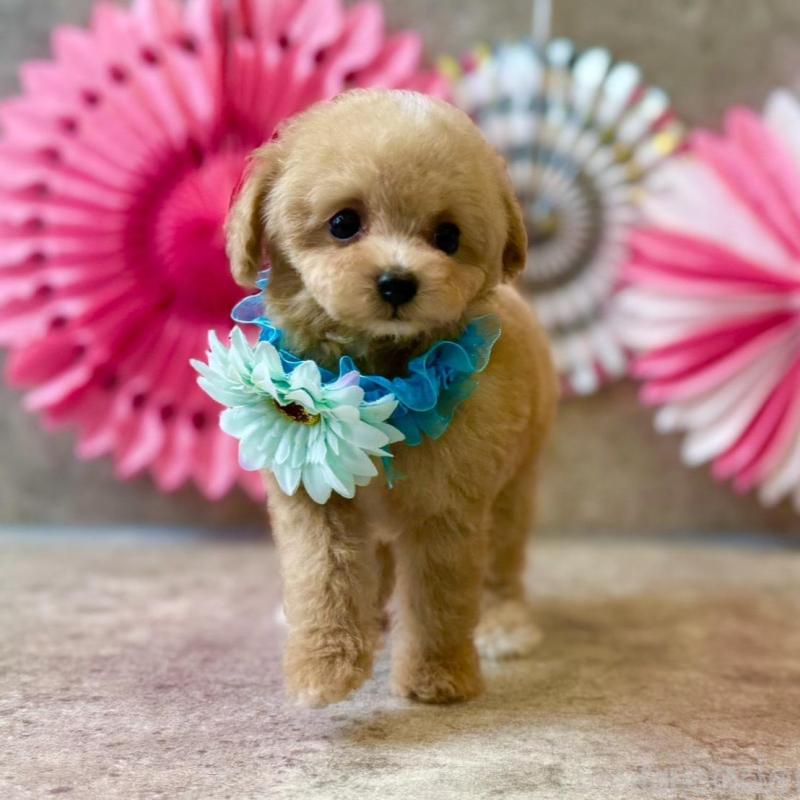 販売中の大阪府のティーカッププードル-429818の3枚目