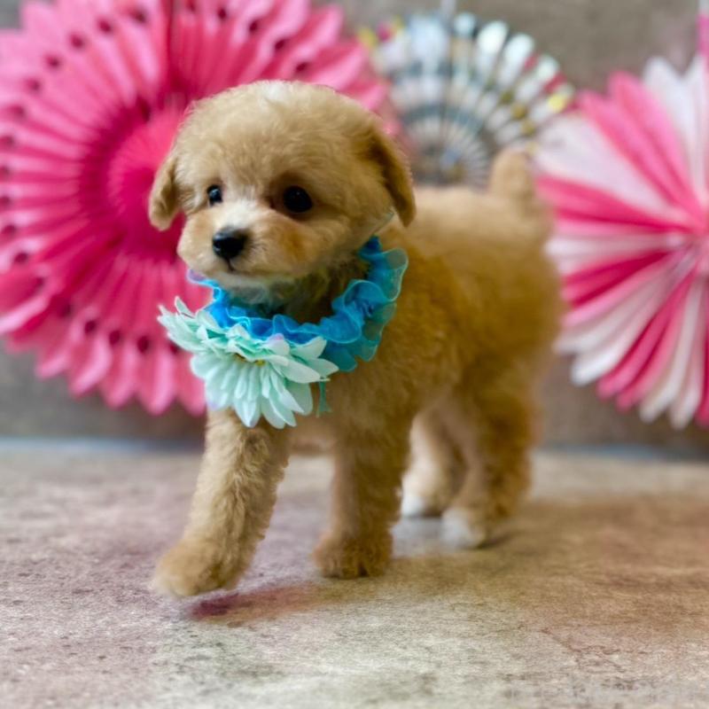 販売中の大阪府のティーカッププードル-429818の2枚目