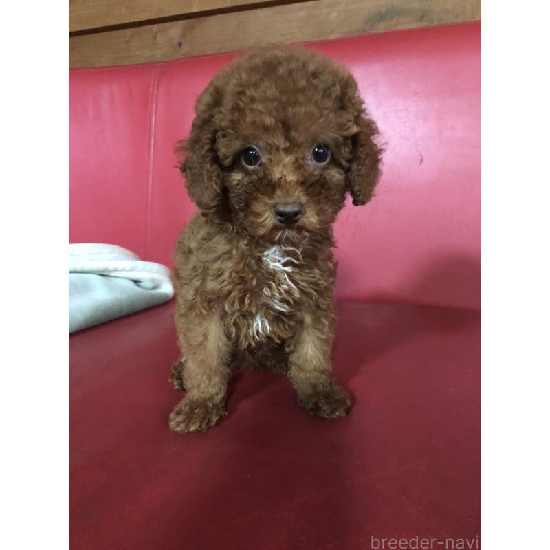 販売中の兵庫県のトイプードル-425599