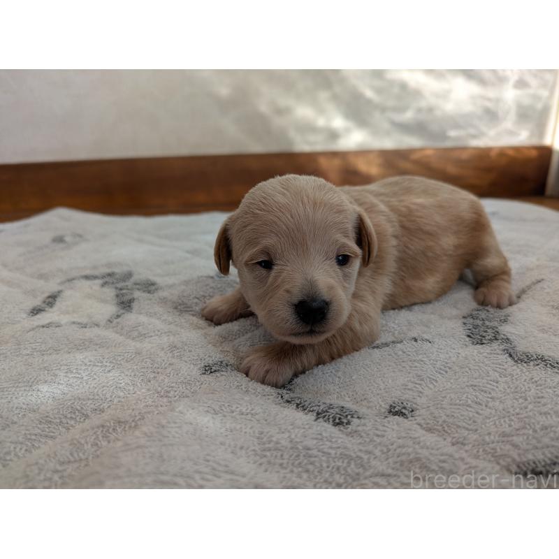 販売中の茨城県のミックス犬-429820の2枚目