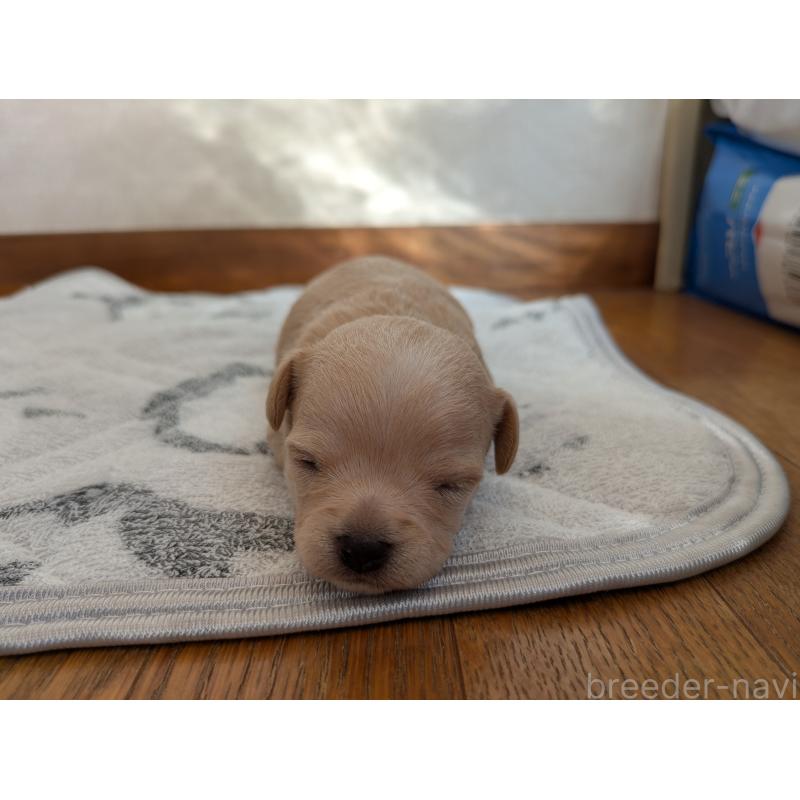 販売中の茨城県のミックス犬-429821の2枚目