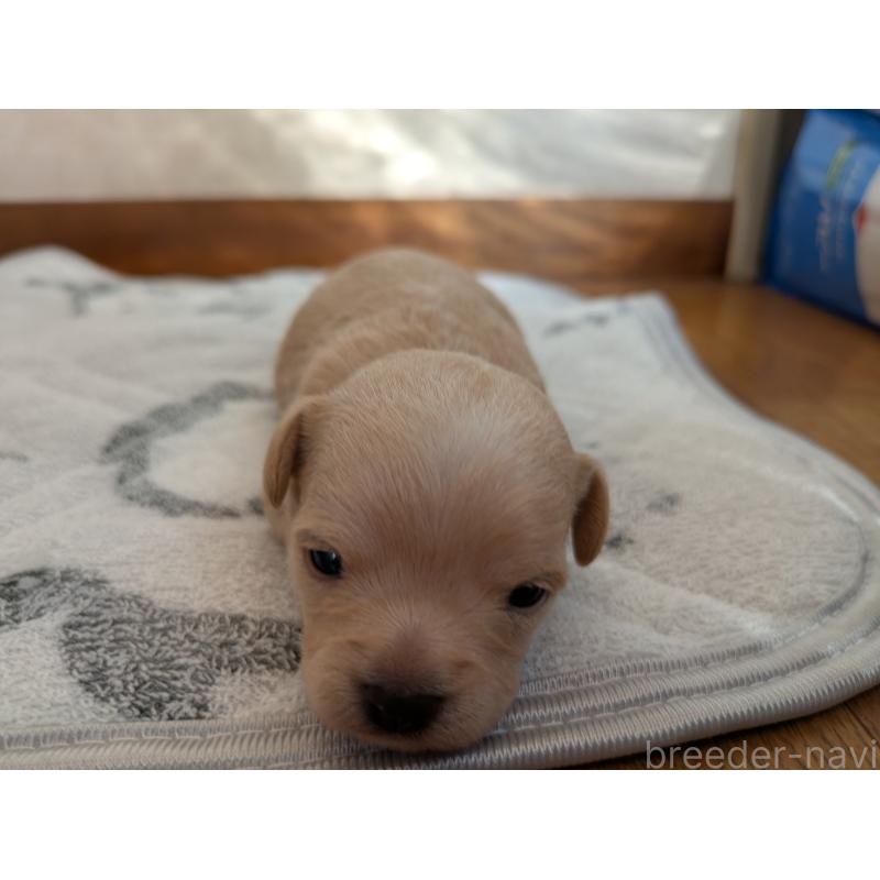 販売中の茨城県のミックス犬-429822の2枚目