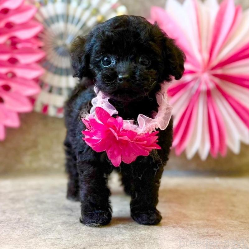 販売中の大阪府のティーカッププードル-429823