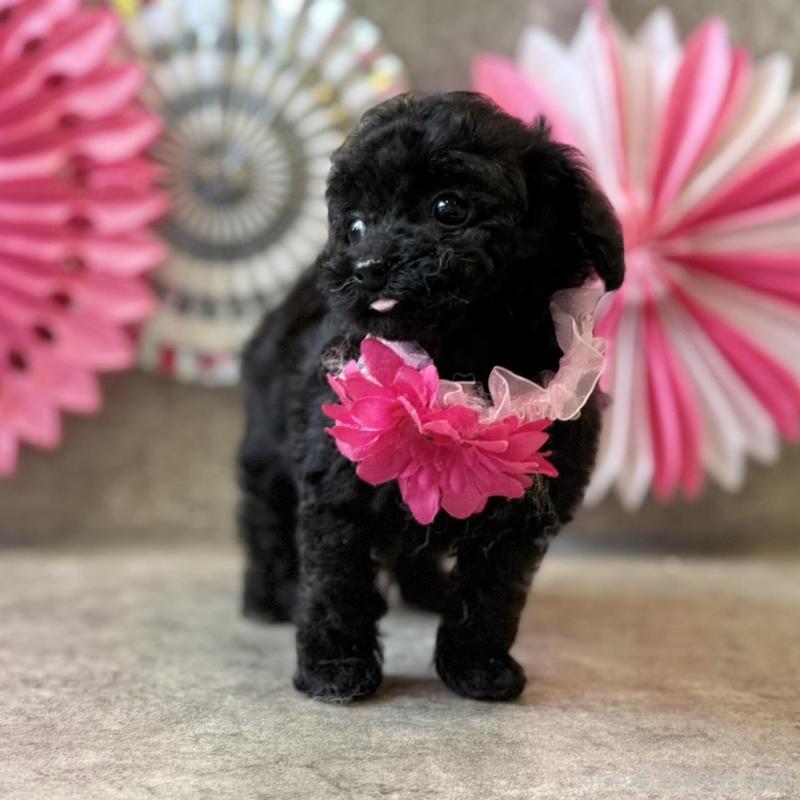 販売中の大阪府のティーカッププードル-429823の5枚目