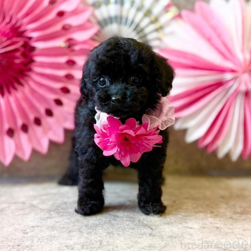 販売中の大阪府のティーカッププードル-429823の4枚目