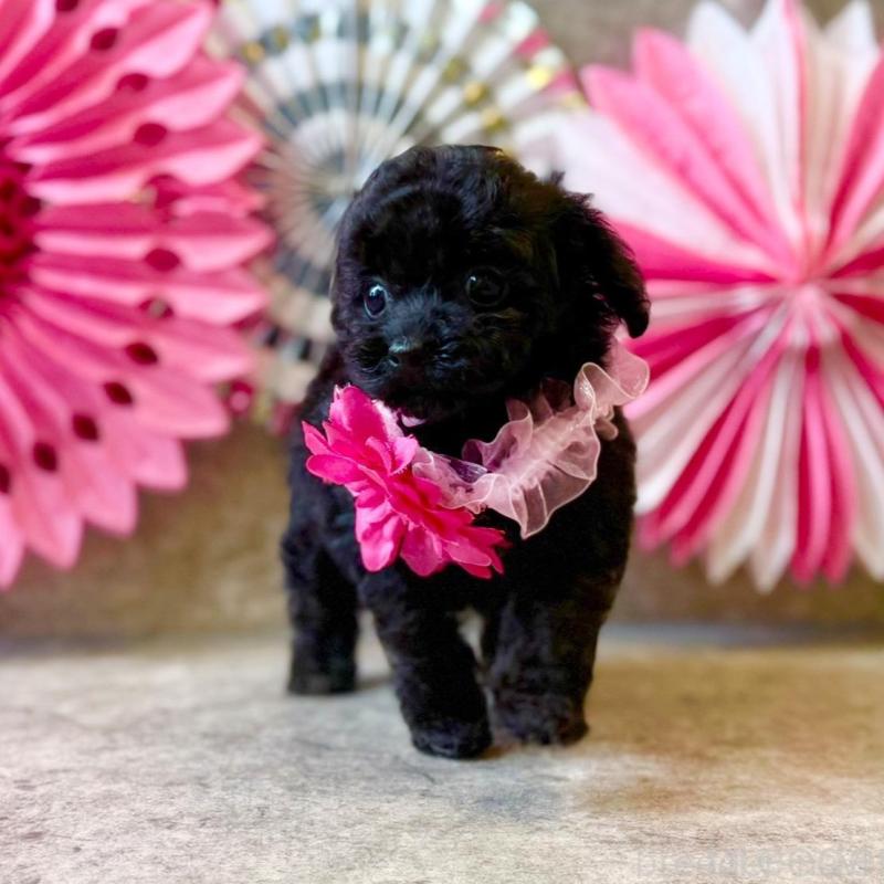 販売中の大阪府のティーカッププードル-429823の3枚目