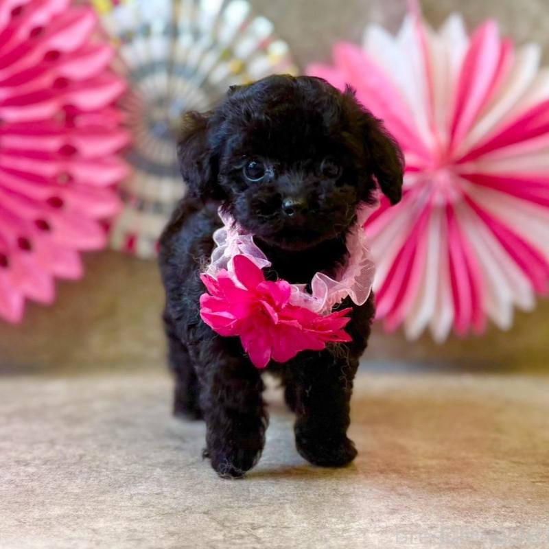 販売中の大阪府のティーカッププードル-429823の2枚目